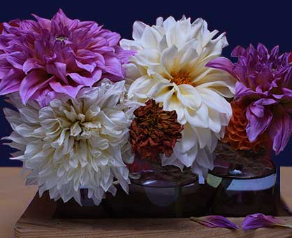 Flowers Gallery